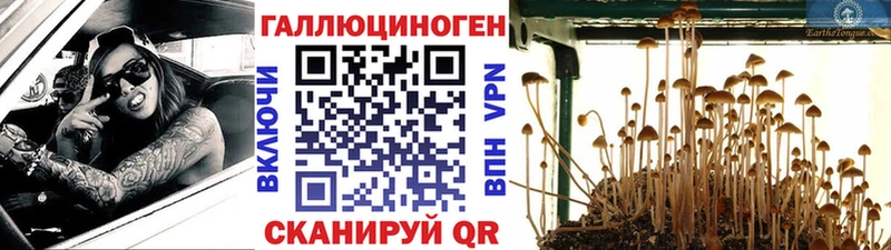 Галлюциногенные грибы Psilocybe  нарко площадка Telegram  Новочеркасск 